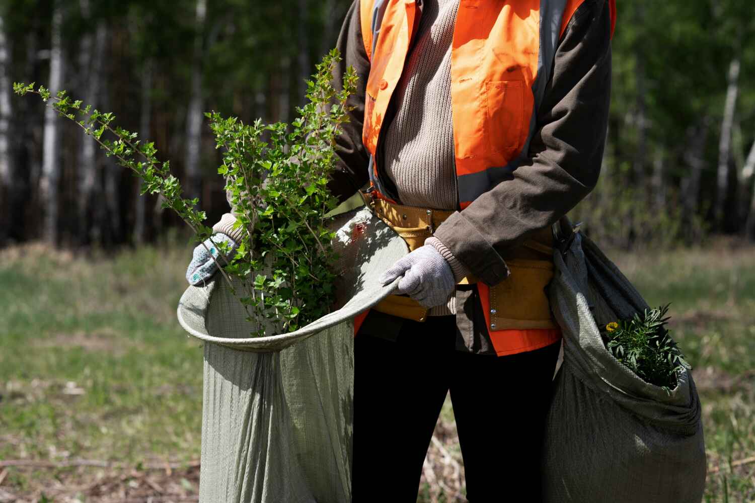 The Steps Involved in Our Tree Care Process in Tipton, MO